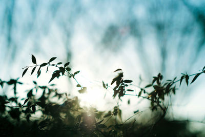 Low angle view of plant against sky