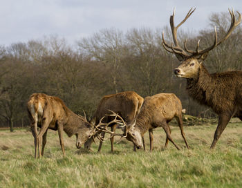 Deers standing on field against sky