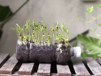 Close-up of seed in soil on table