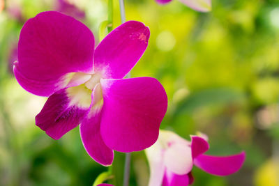 Close-up of pink flower blooming outdoors