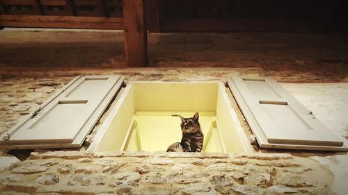 Low angle view of cat sitting on window sill