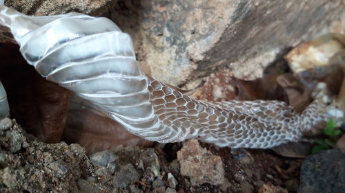 Close-up of turtle on rock