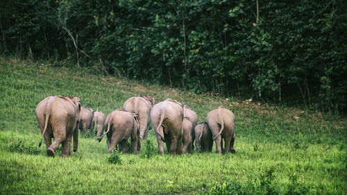 Horses in a field