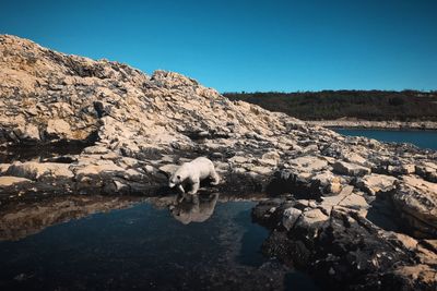 Dog on rock against clear blue sky