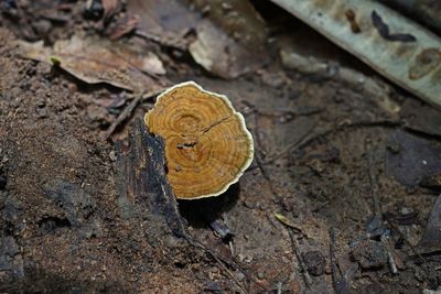 High angle view of mushroom on field