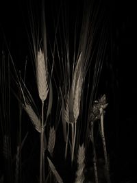 Close-up of stalks against black background