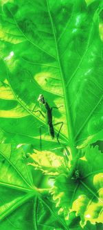 High angle view of insect on leaf