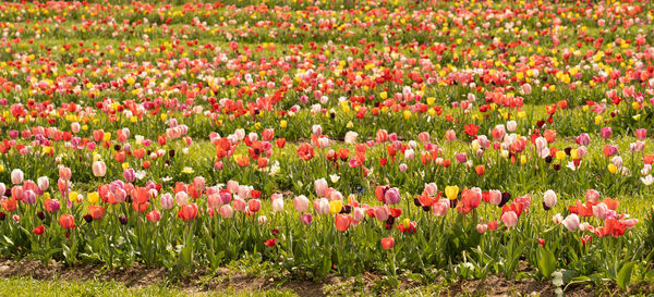 Pink tulips in field