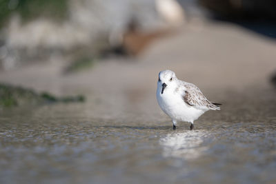 Close-up of seagull perching on a sea