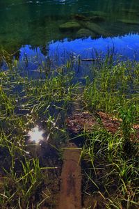 Reflection of plants in lake