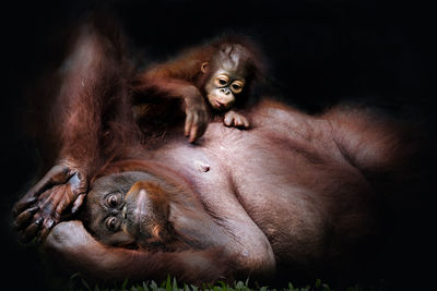 Low angle view of orangutan and baby