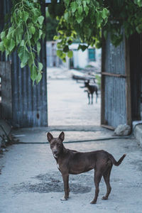 Portrait of dog on footpath