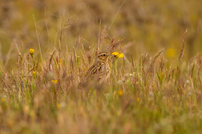 Bird perching on a field