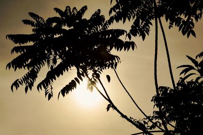 Low angle view of silhouette palm tree against sky