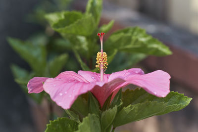 Close-up of red flowering plant