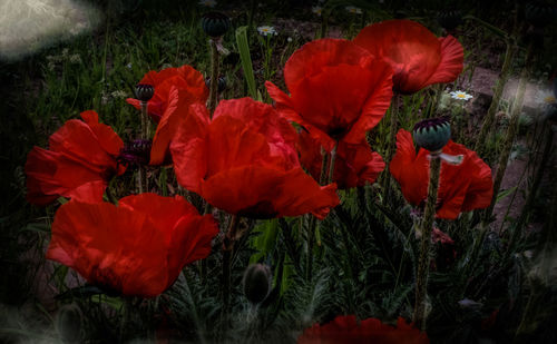 Close-up of poppy flowers