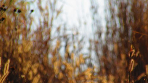 Close-up of plant against blurred background