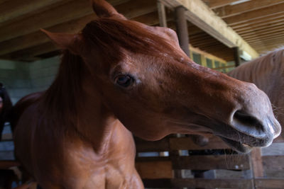 Close-up of horse in stable