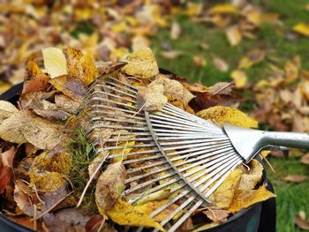 Close-up of dry autumn leaves on wood