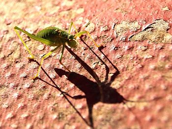 Close-up of insect on stem