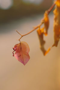 Close-up of dry leaves on branch against blurred background