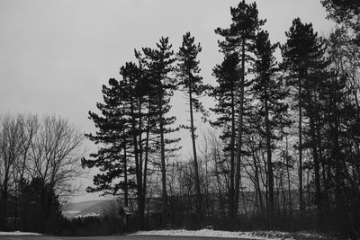 Trees in forest during winter