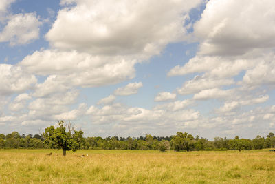 Scenic view of field against sky