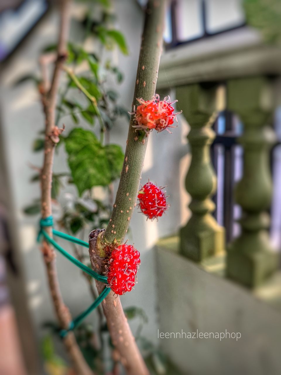 berry fruit, fruit, red, food, food and drink, healthy eating, strawberry, focus on foreground, close-up, freshness, day, wellbeing, growth, plant, human hand, green color, nature, leaf, ripe, outdoors