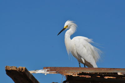 Low angle view of seagull perching on wood against sky