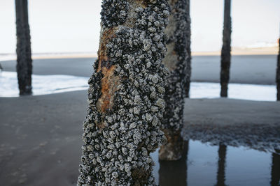 Close-up of tree trunk by sea against sky