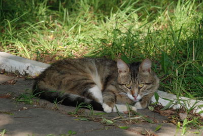 Cat sitting on grass