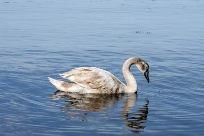 Swan swimming in lake