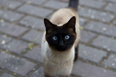 cat