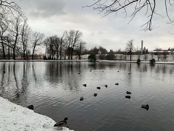 Birds swimming in lake against sky