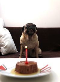 Close-up of cake with candle against dog at home