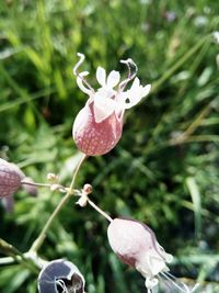 Close-up of pink flowering plant