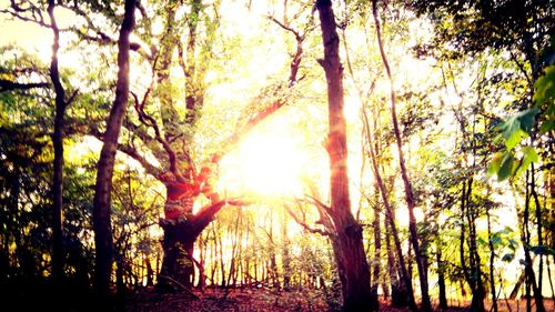 Trees in forest