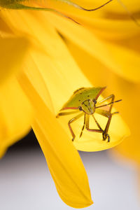 Nezara viridula bug or southern green stink bug on a sunflower. an extreme closeup of a stink bug.