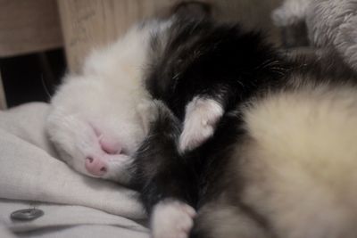 Close-up of cat sleeping