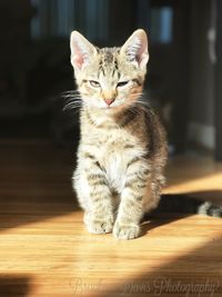 Close-up of cat sitting on floor