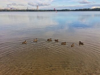 Swans swimming in lake against sky