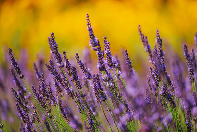 Close-up of purple lavender flowers on field