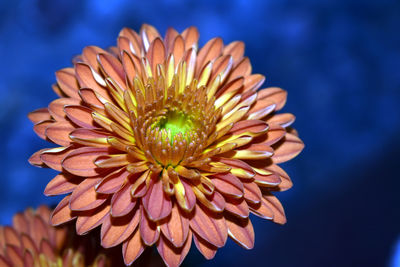 Close-up of flower against blurred background