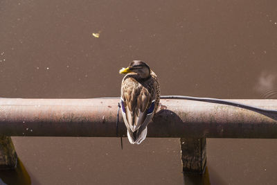 Bird perching on a railing