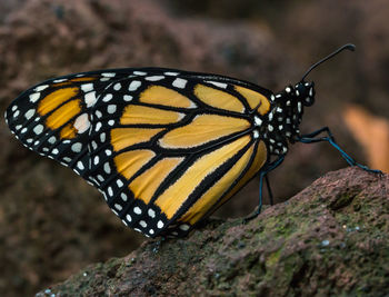 Close-up of butterfly