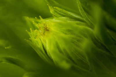 Full frame shot of green flower bud