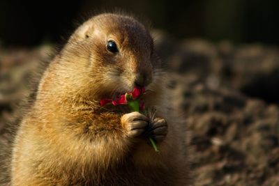 Close-up of squirrel holding red flower