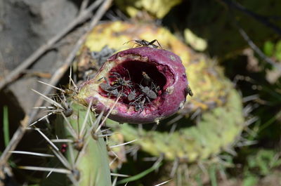 Close-up of plant