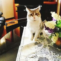 Cat sitting on floor