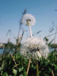 Close-up of dandelion